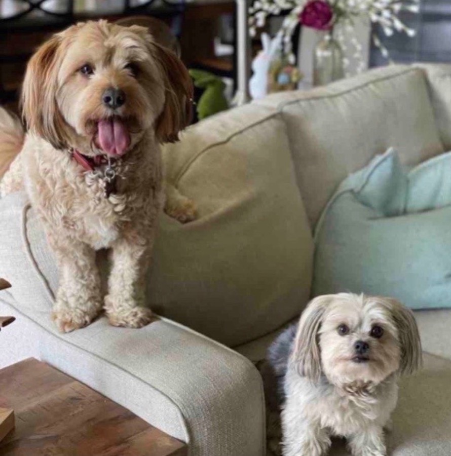 Two dogs sitting on a couch
